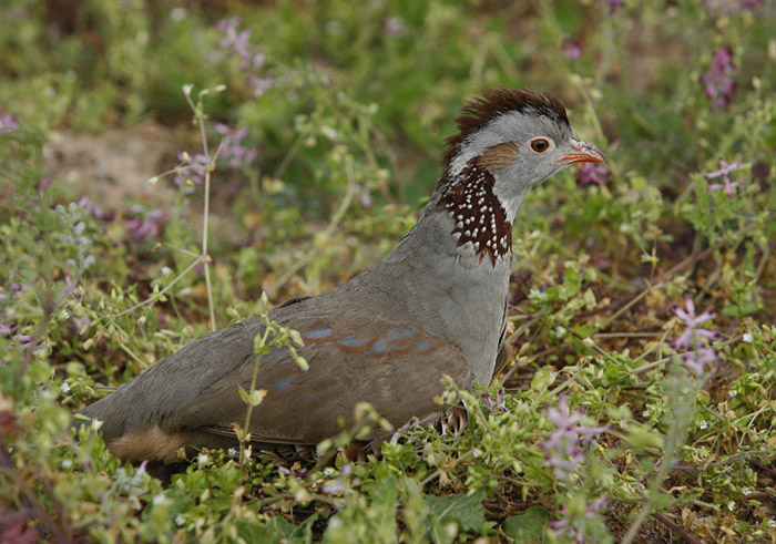 Sardegna: accolto definitivamente il ricorso “salva Lepri e Pernici sarde”!