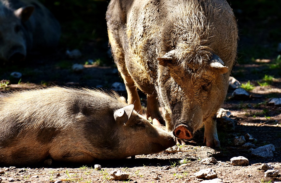 Peste Suina: uccisi altri 81 maiali