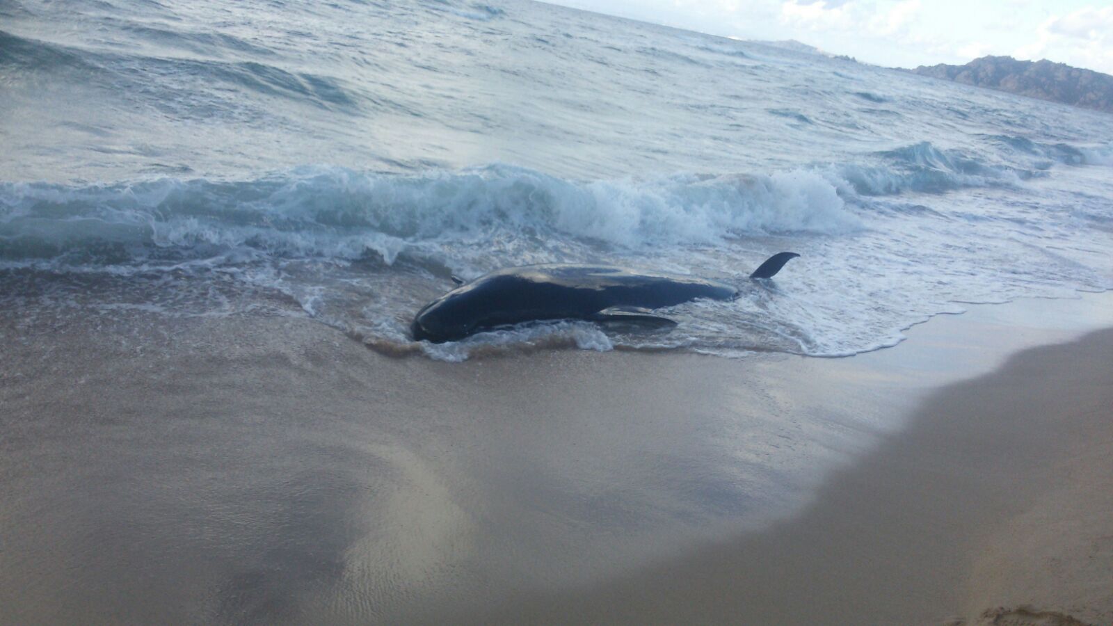 Gallura: trovato cetaceo spiaggiato