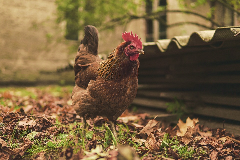 Olbia. Galline, acquitrini e odori nauseanti: l'appello dei cittadini disperati