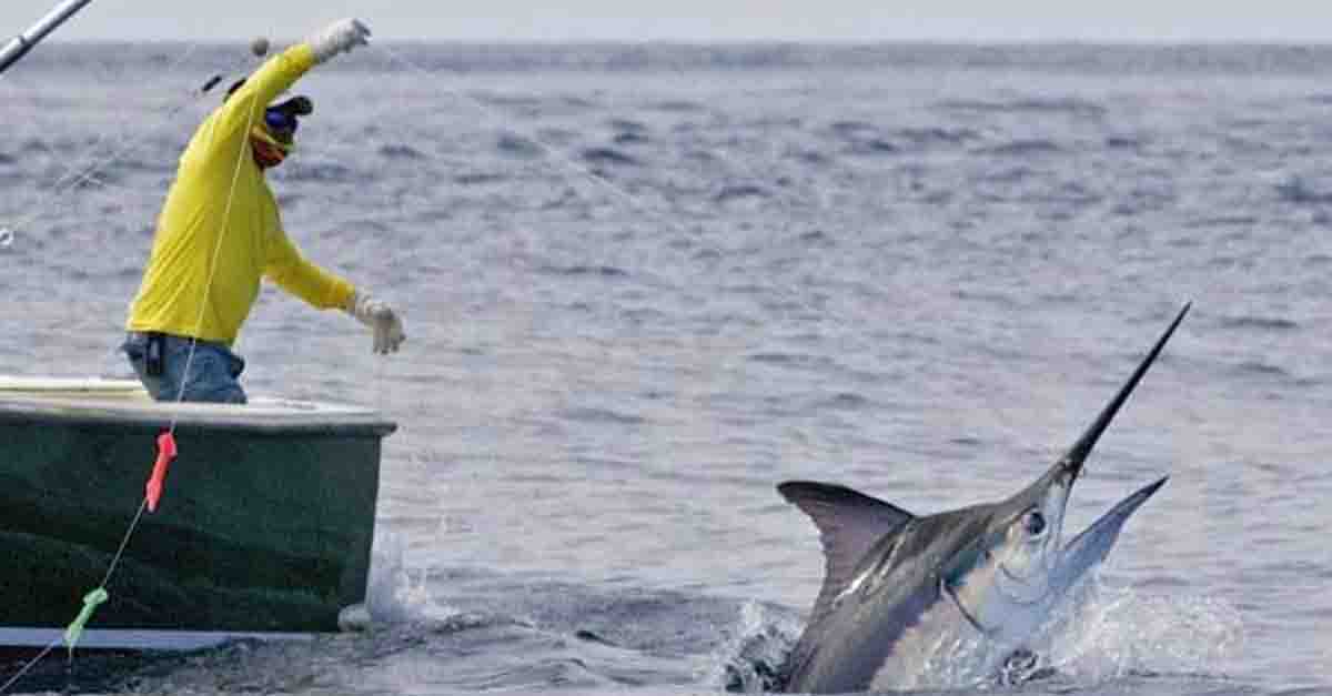 Pesca del pesce spada: ecco le nuove norme