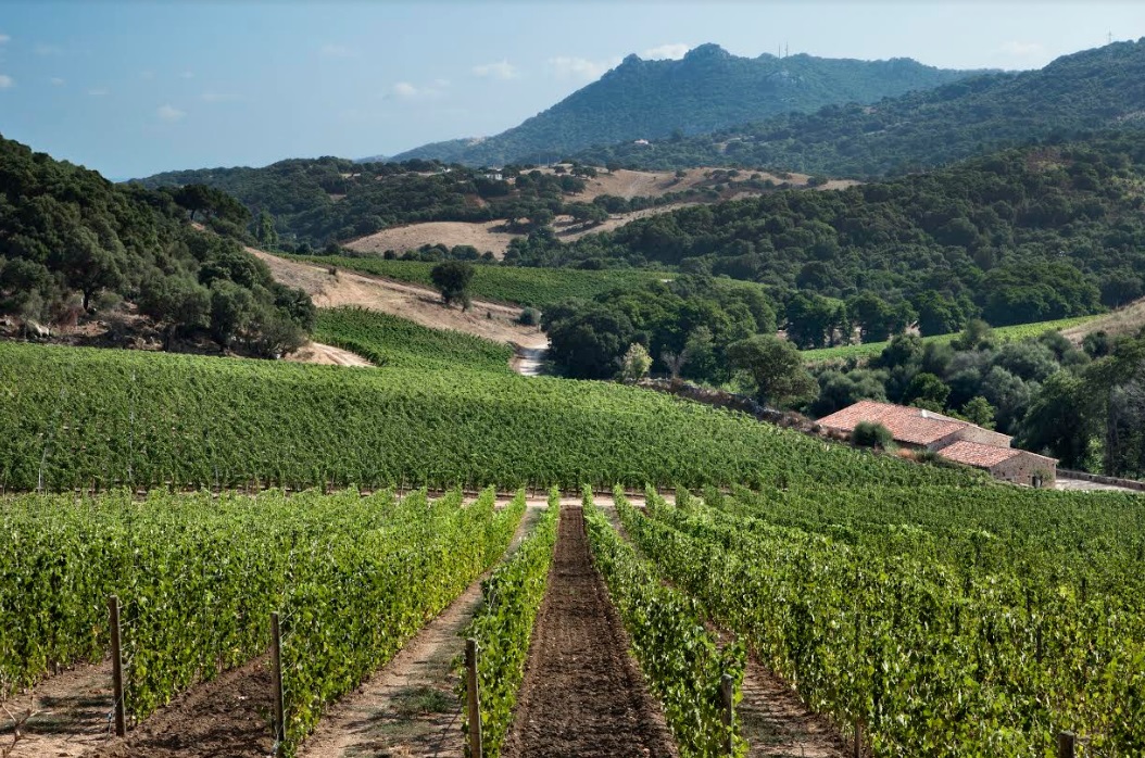 Siddùra: il vermentino di Gallura premiato a livello mondiale