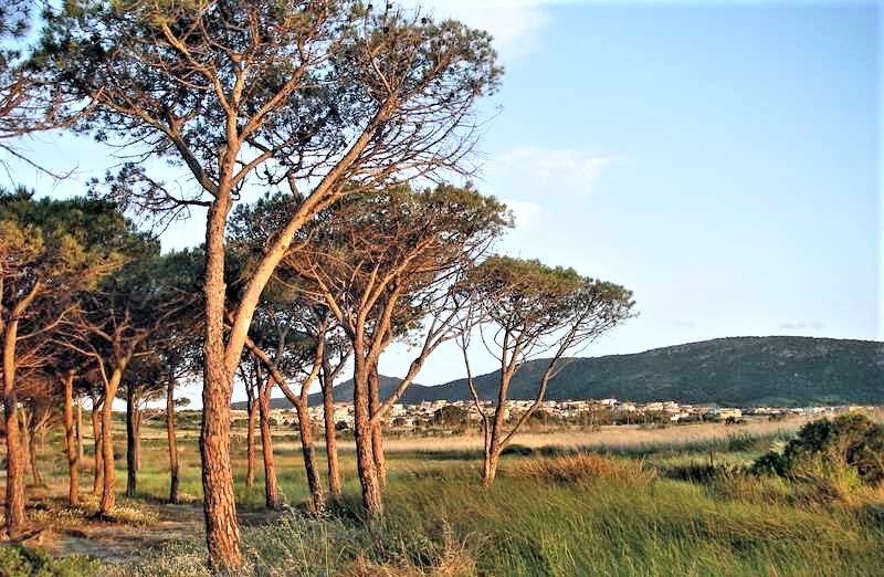 Budoni: il comune e Forestas attivano la gestione della pineta Li Cucutti
