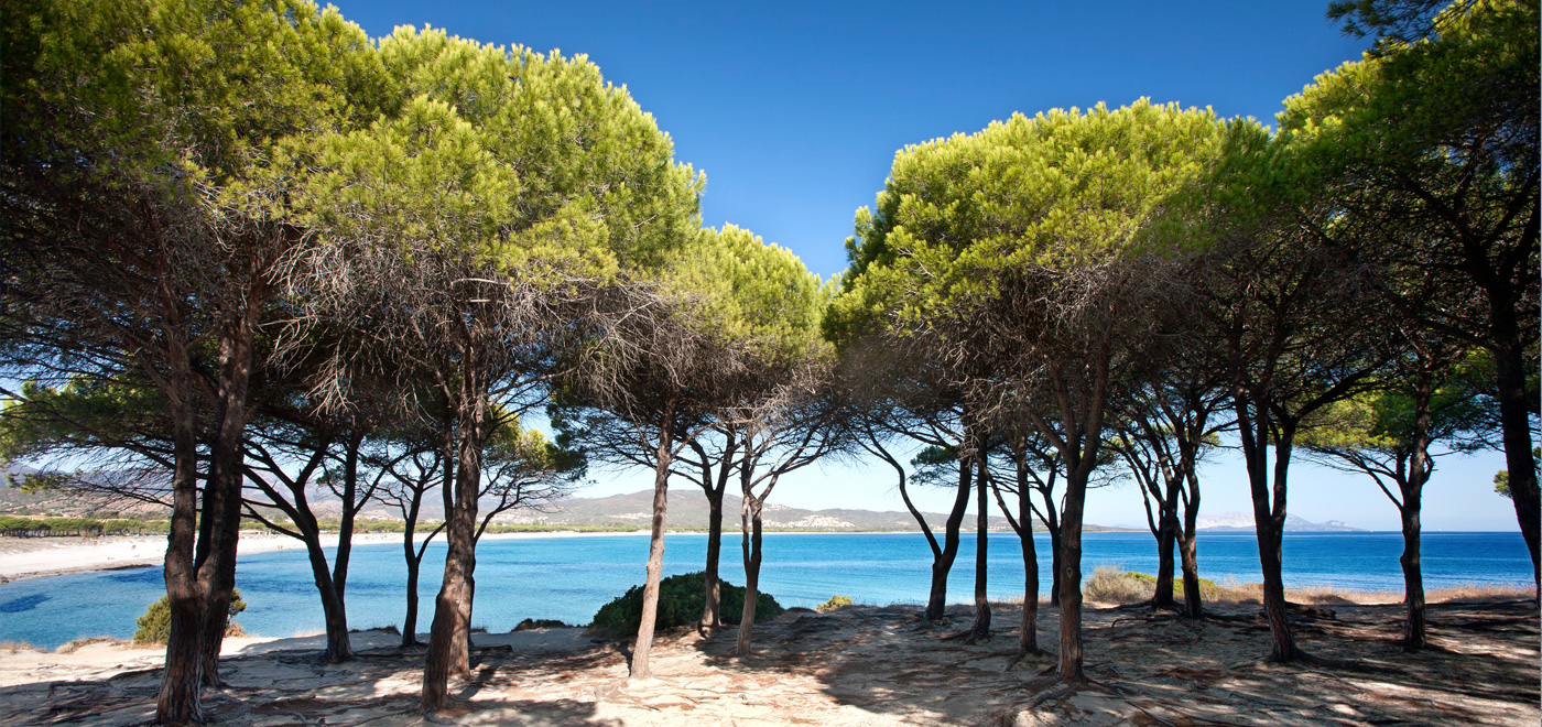 Sardegna, patrimonio boschivo: approvati gli stanziamenti per la valorizzazione