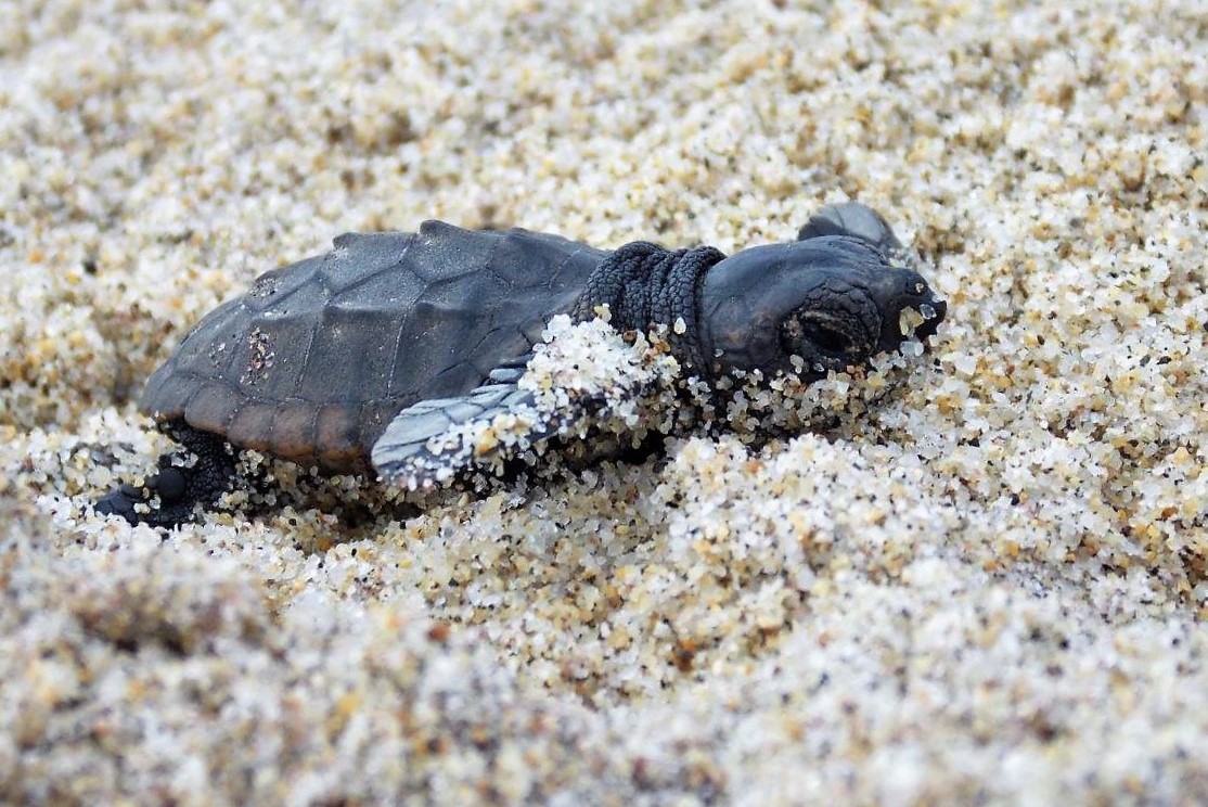Sardegna: è iniziata la riproduzione della tartaruga marina, ecco l'appello per la tutela della specie