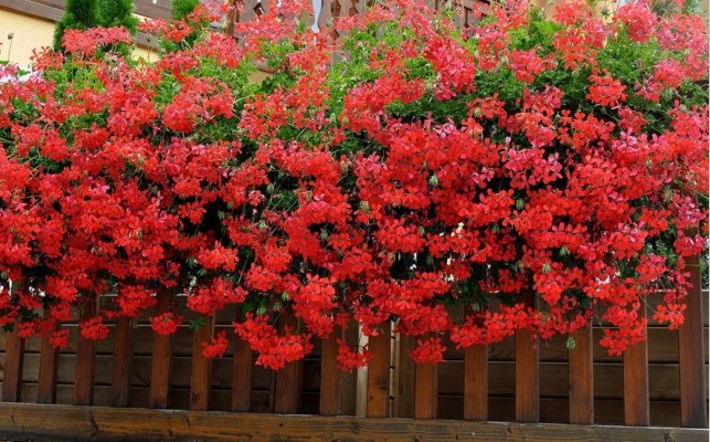 Il Comune di Tempio valorizza il centro urbano con piante e fiori