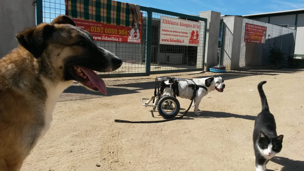 Olbia, emergenza randagismo: 1000 animali abbandonati alla Lida