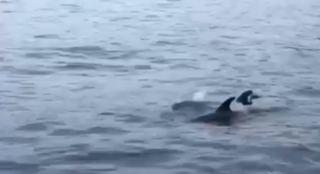 Porto Cervo, delfini a spasso vicino alla costa: ecco il video