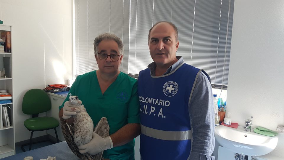 Olbia, cucciolo di gabbiano ferito: ENPA e Amadori lo salvano