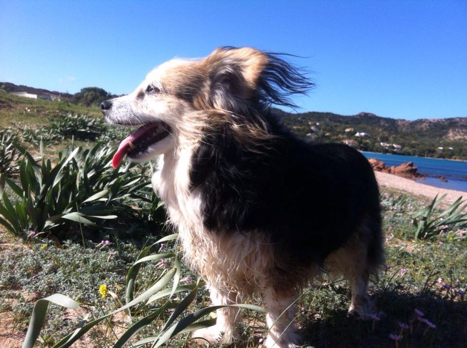 Olbia: riapre l'area cani del Fausto Noce