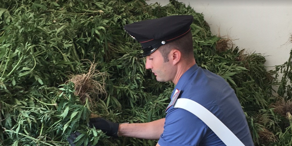 Nord Sardegna, piantagione di marijuana: un arresto