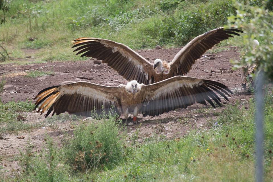 Parco Porto Conte: alla scoperta dei grifoni