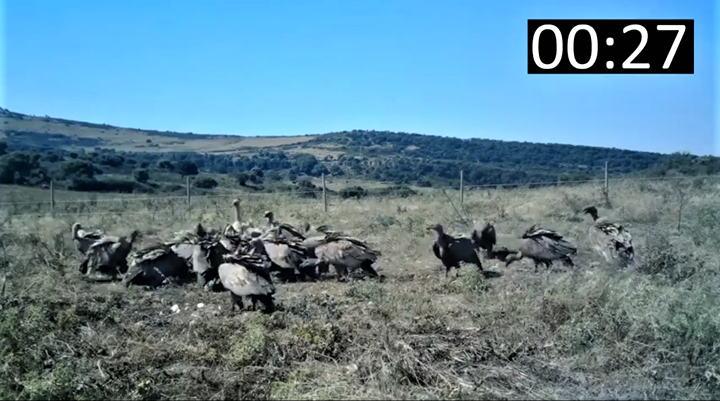 Sardegna: 29 grifoni smaltiscono una carcassa in un'ora e 17 minuti * Video*