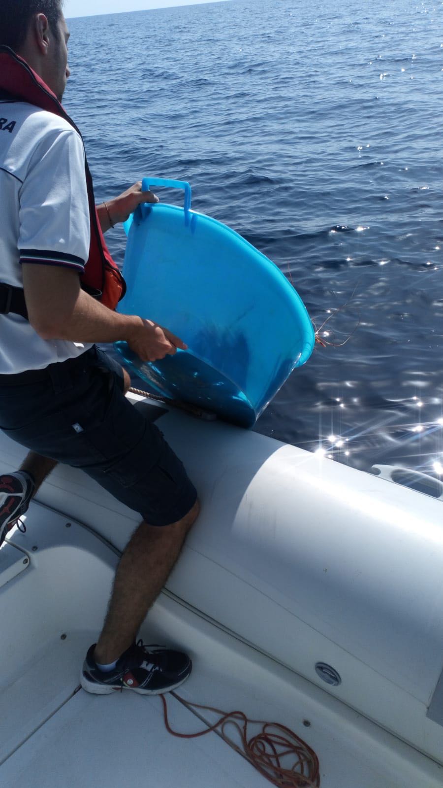 Nord Sardegna. Pesca abusiva: sequestrati 20kg di aragosta