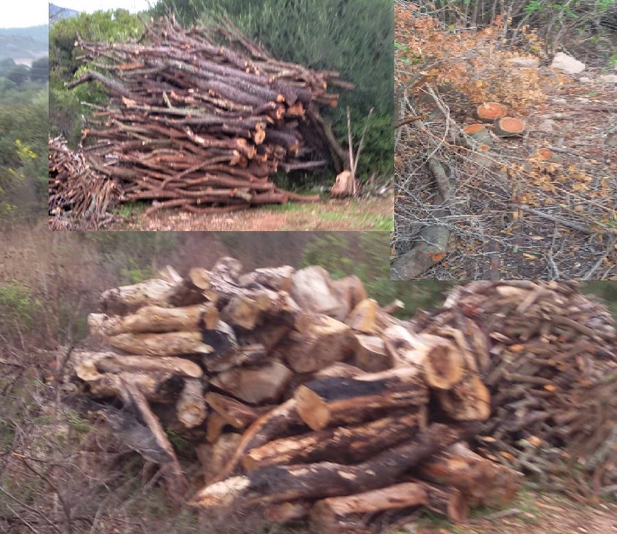 Olbia: tentato furto di legna in località La Finosa