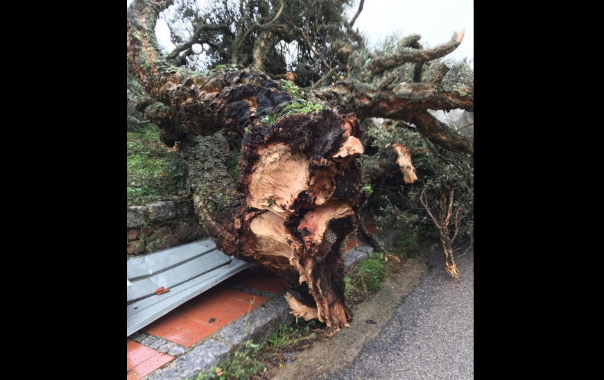 *VIDEO* Luras, tromba d'aria: distrutto albero secolare