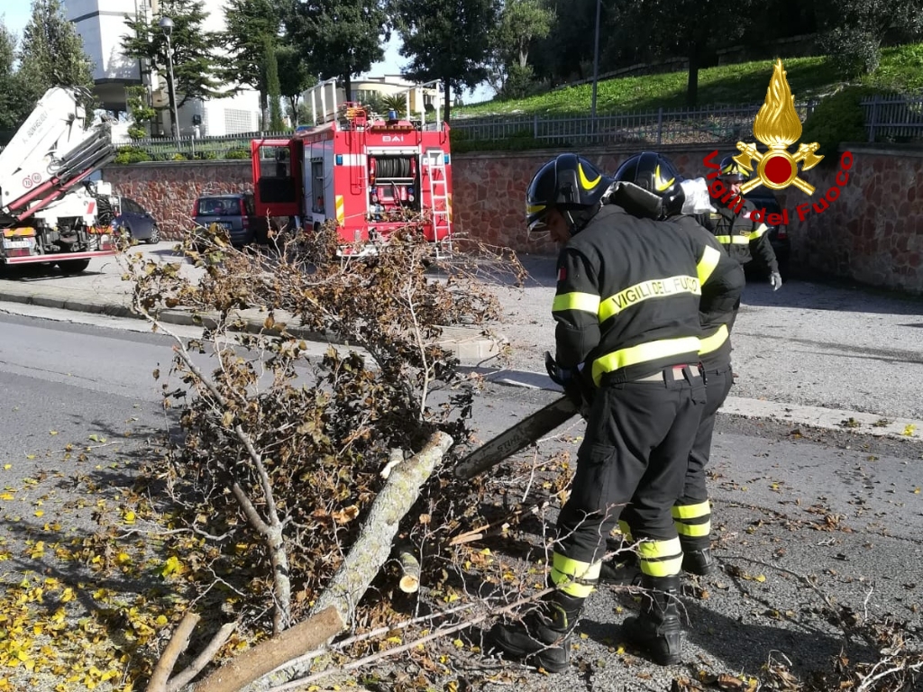 Nord Sardegna, tragedia sfiorata: albero cade su strada