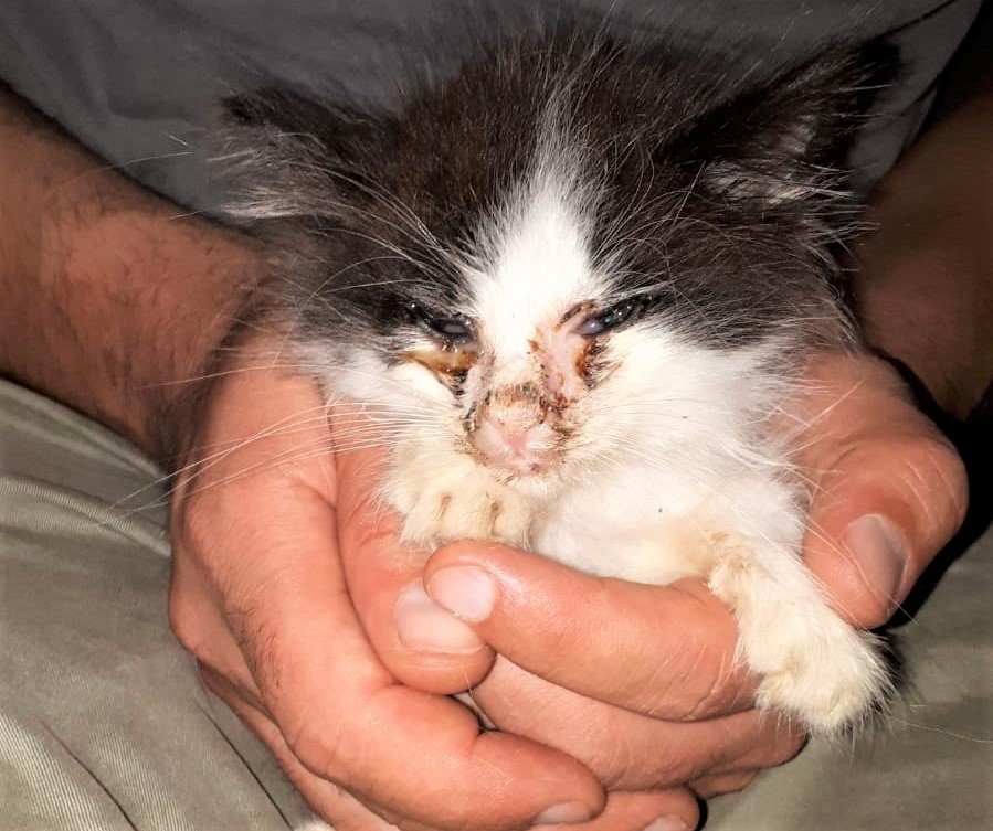 Olbia: sterilizzazione gatti di colonie non riconosciute, appello dei volontari