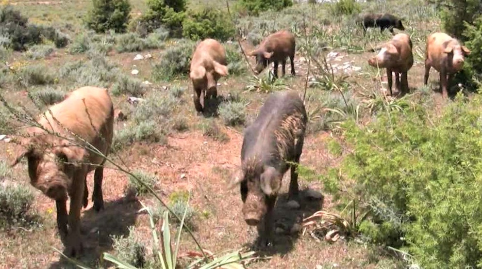 Sardegna, carne suina: ancora allarme Trinchinella