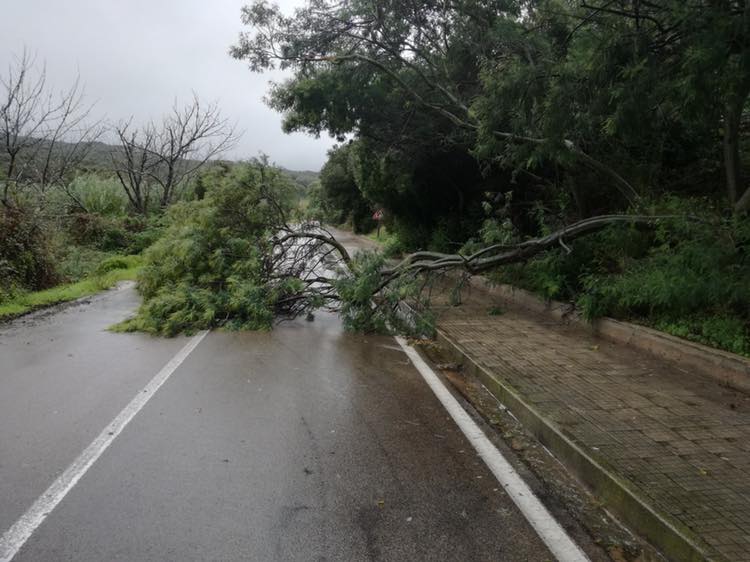 Gallura, strada SP 38: cade albero, intervento immediato