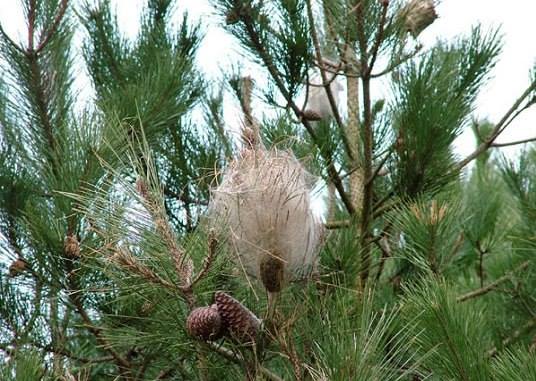 Arzachena, Processionaria del pino: allerta per la disinfestazione