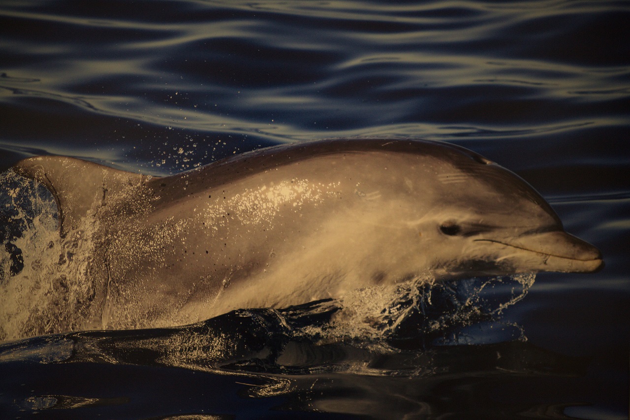 Olbia: visite guidate tra balene e delfini