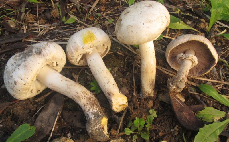 Nord Sardegna, raccolta di funghi: attenzione al prataiolo tossico