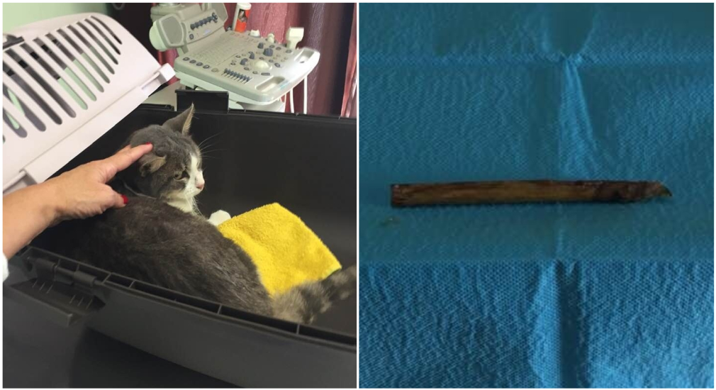 Olbia: gatto torturato e ucciso in Zona Bandinu