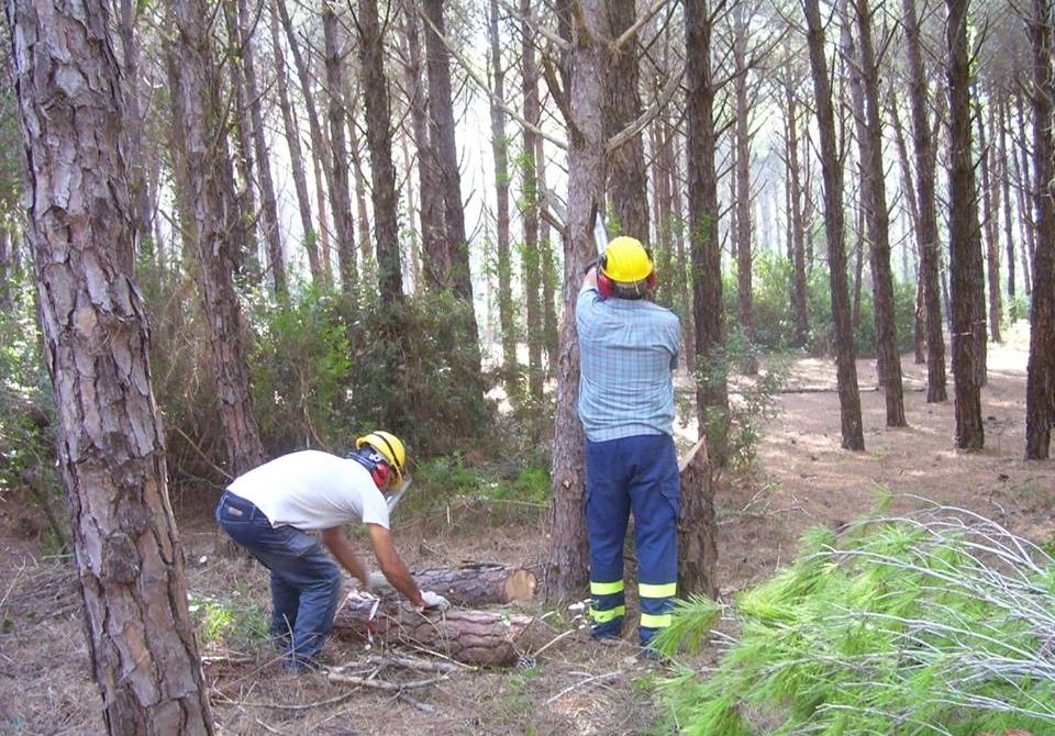 Aglientu: ecco il bando per la manutenzione boschiva