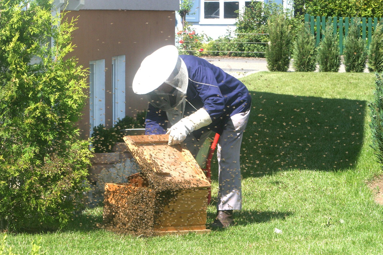 Olbia: arrivano le amiche api