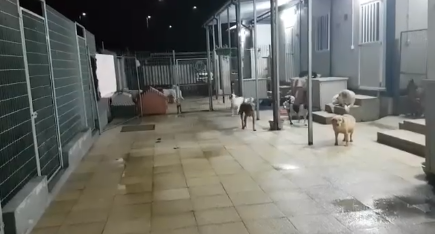 *VIDEO* Olbia, l'effetto sui cani dei fuochi pirotecnici: la video-denuncia