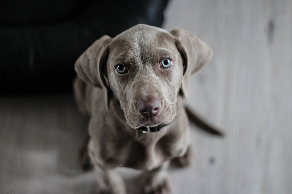 Calangianus: più decoro con cestini e sacchetti per deiezioni canine