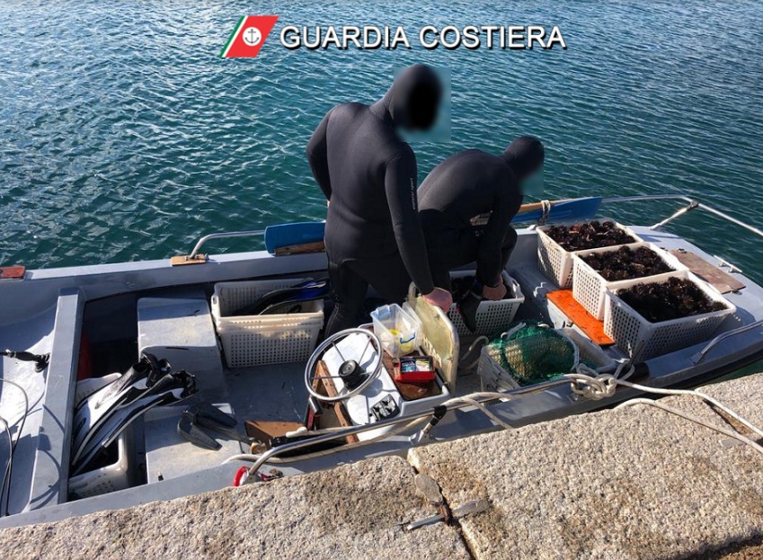 Arzachena, 1150 ricci pescati illegalmente: maxi multa per 2 pescatori