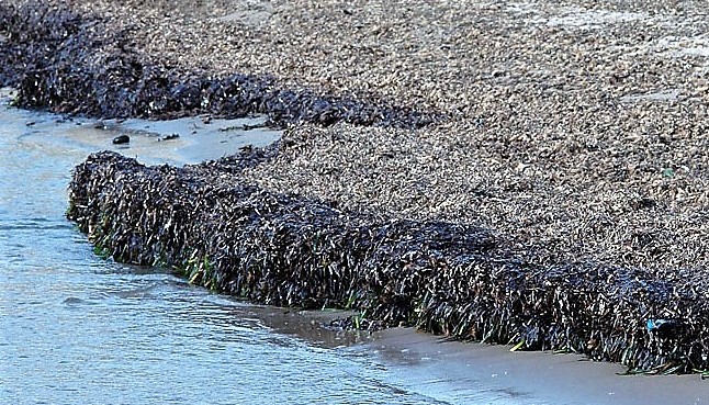 Sardegna, posidonia spiaggiata: ecco le ultime ipotesi di smaltimento