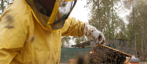 Sardegna: approvato il piano a favore del comparto apicoltura