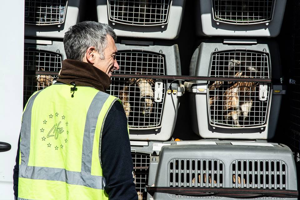 Nord Sardegna: arrivato un furgone carico di avvoltoi