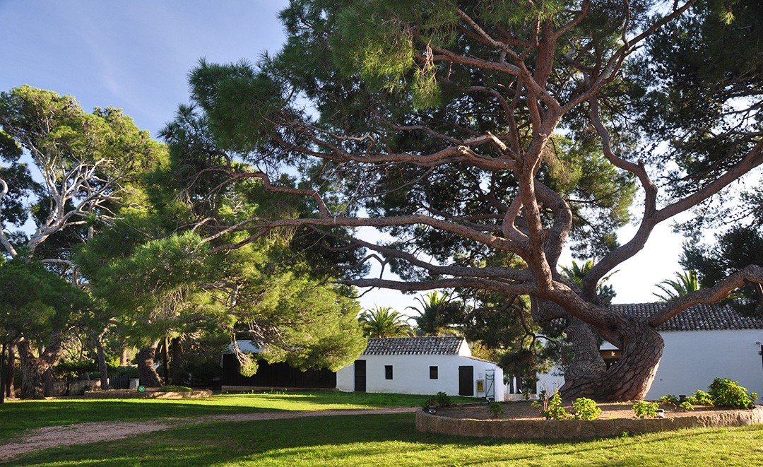 A Caprera si celebra il 152° anniversario del pino piantato da Garibaldi