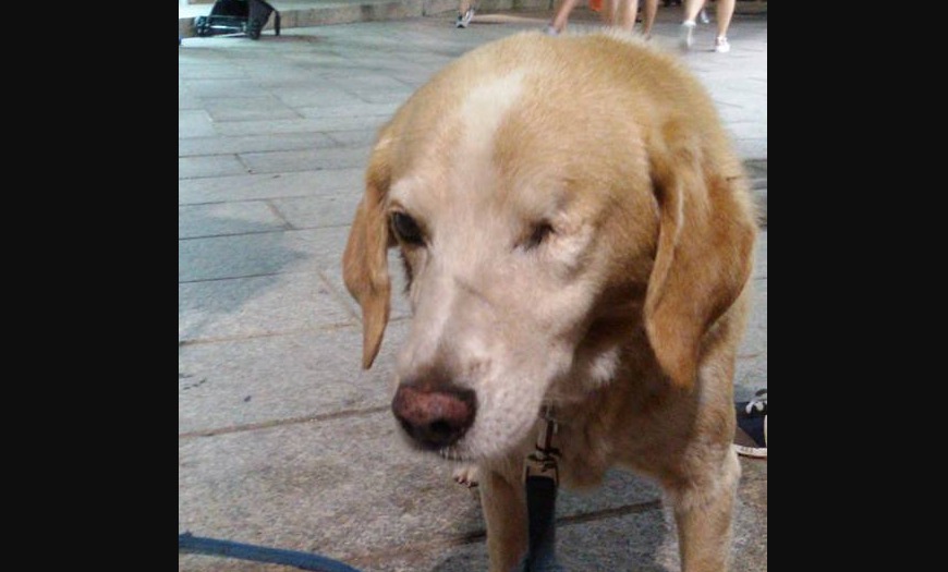Santa Teresa, cane ucciso dopo morso: indagini in corso