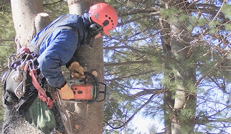 Tempio, potatura degli alberi: avviso di lavori in Piazza del Popolo