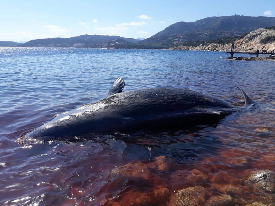 Porto Cervo: giovane capodoglio morto a Cala Romantica