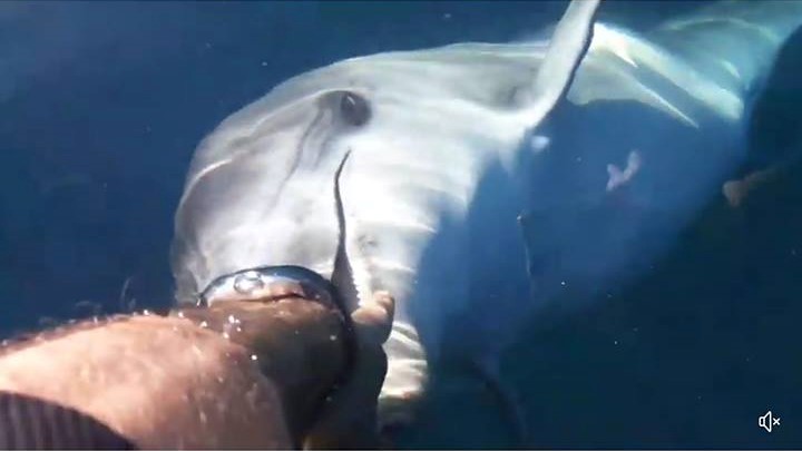 *VIDEO* Il paradiso dei delfini è Golfo Aranci