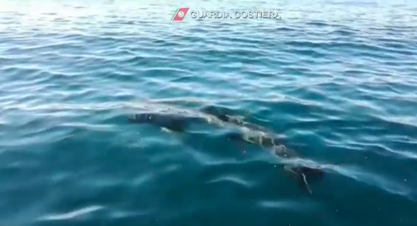 *VIDEO* Budoni: avvistato uno squalo elefante