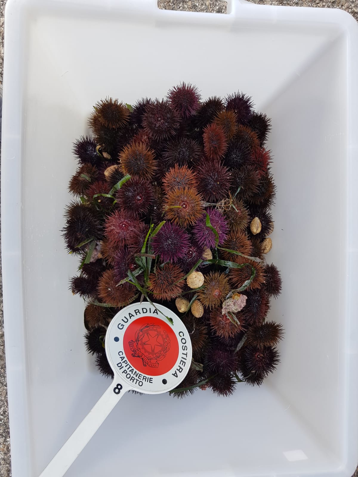 Rosa Ricci Mare Fuori Come Si Chiama