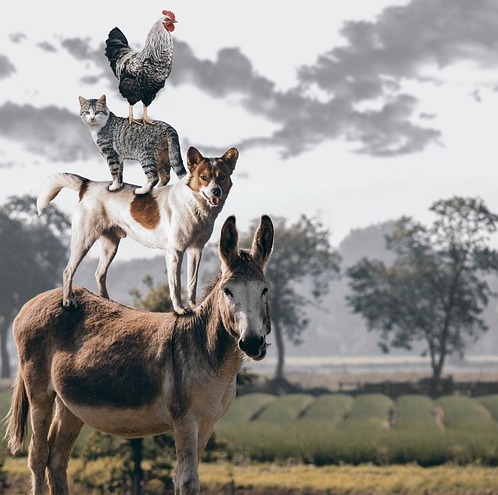 Caprera: partì da qui la difesa degli animali