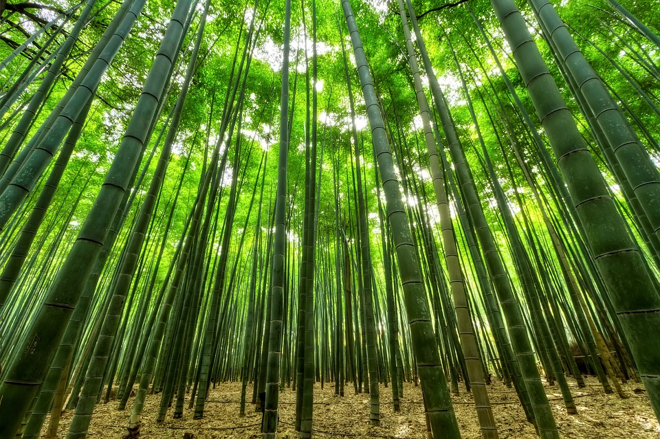 Olbia, green economy: arriva  in Gallura il bambù gigante