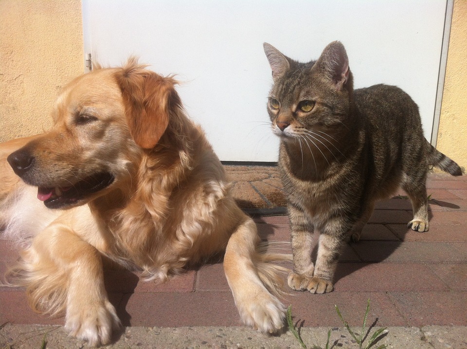 Olbia: sterilizzazione gratuita per cani e gatti