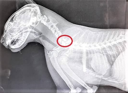 Nord Sardegna: gatto ucciso da un proiettile, foto virale e sdegno su web