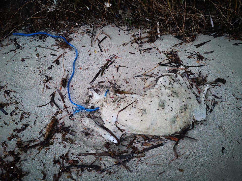 Golfo Aranci: gatto seviziato e ucciso