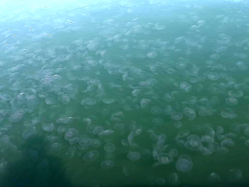 *VIDEO* Olbia: invasione di meduse al Molo Brin