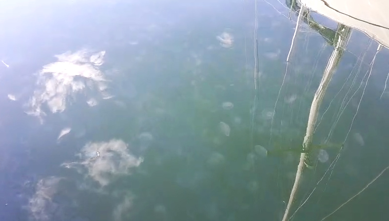 Olbia: le meduse tornano nel golfo interno